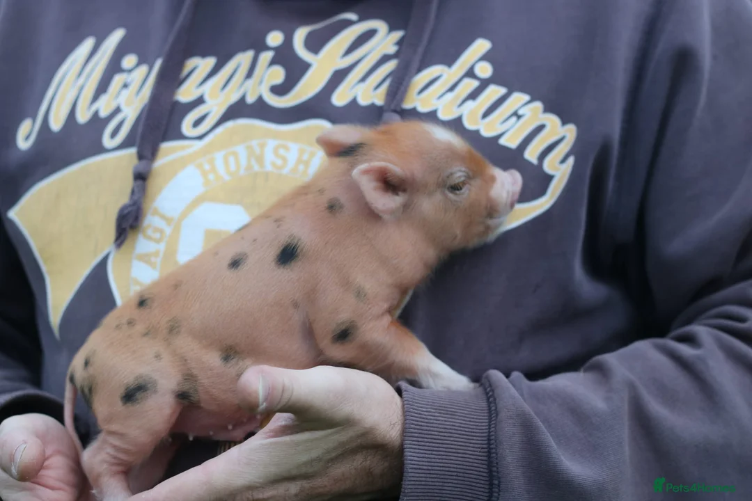 Pig livestock for sale: Miniature American/Swedish pigs  - Advert 6