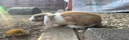 Mixed Breed rabbits for sale: Rabbits for sale - Advert 13