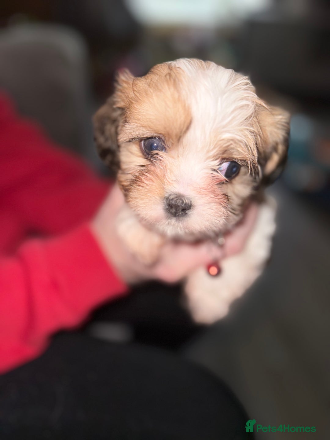 Cava Tzu dogs for sale: 6 cava tzu puppies - Advert 3