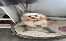 Cavapoo dogs for sale: Adult Male Dog For Sale - Image 1