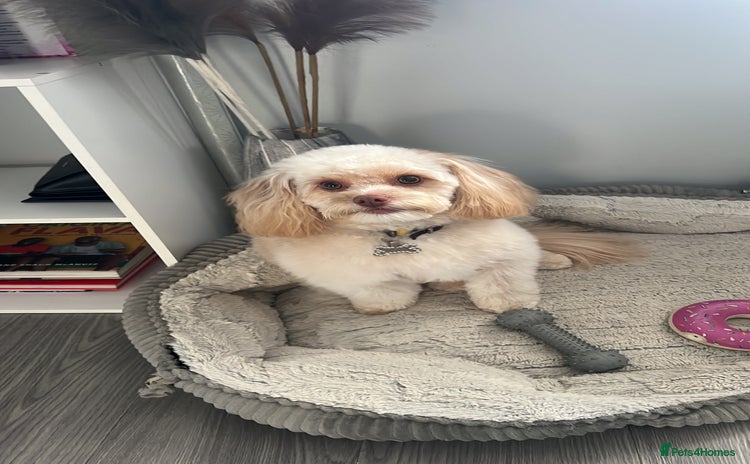 Cavapoo dogs - Advert 7