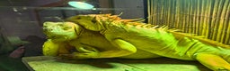 Iguana reptiles for sale: Iguana Albino for sale. A pair Male and Female - Advert 3