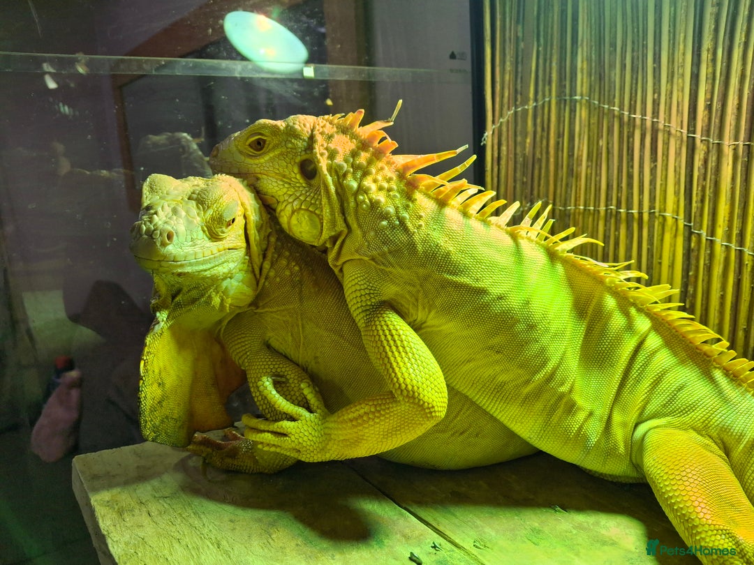 Iguana reptiles for sale: Iguana Albino for sale. A pair Male and Female - Advert 3