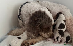 Mixed Breed dogs for sale: Cockapoo puppies  - Image 2