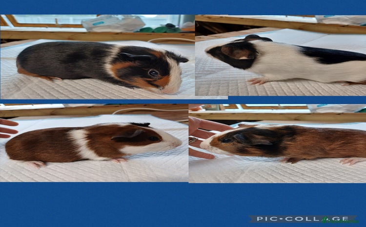 Guinea Pig rodents - Advert 2