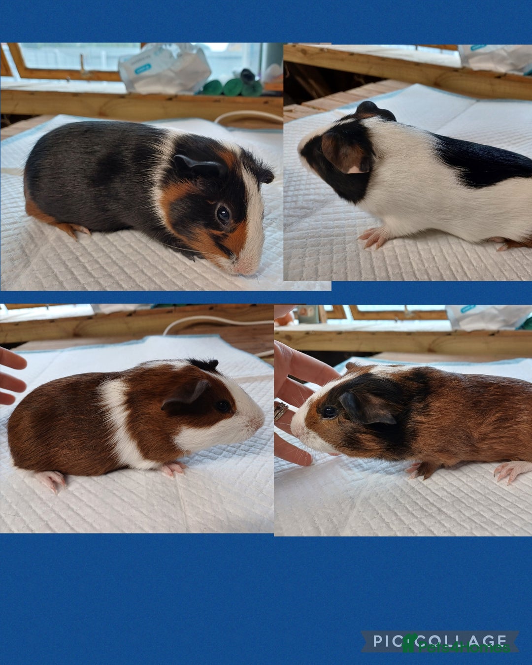 Guinea Pig rodents for sale: Baby Tortoise & White Guinea pigs - Image 1