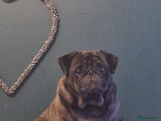 Pug dogs Lovely teddie boy - Advert 15