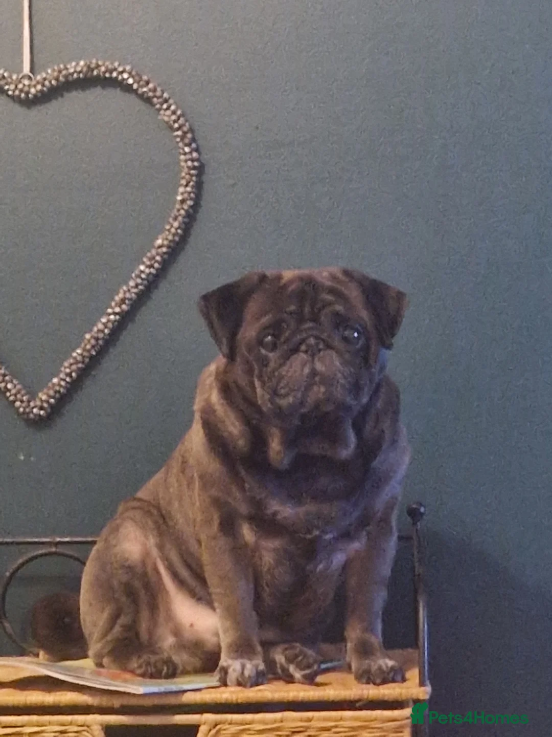 Pug dogs for stud: Lovely teddie boy - Advert 1