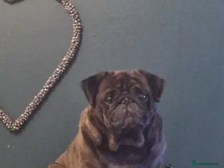 Pug dogs Lovely teddie boy - Advert 10
