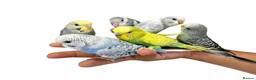 Budgerigars birds for sale: Super silly hand tamed baby budgies  - Advert 1