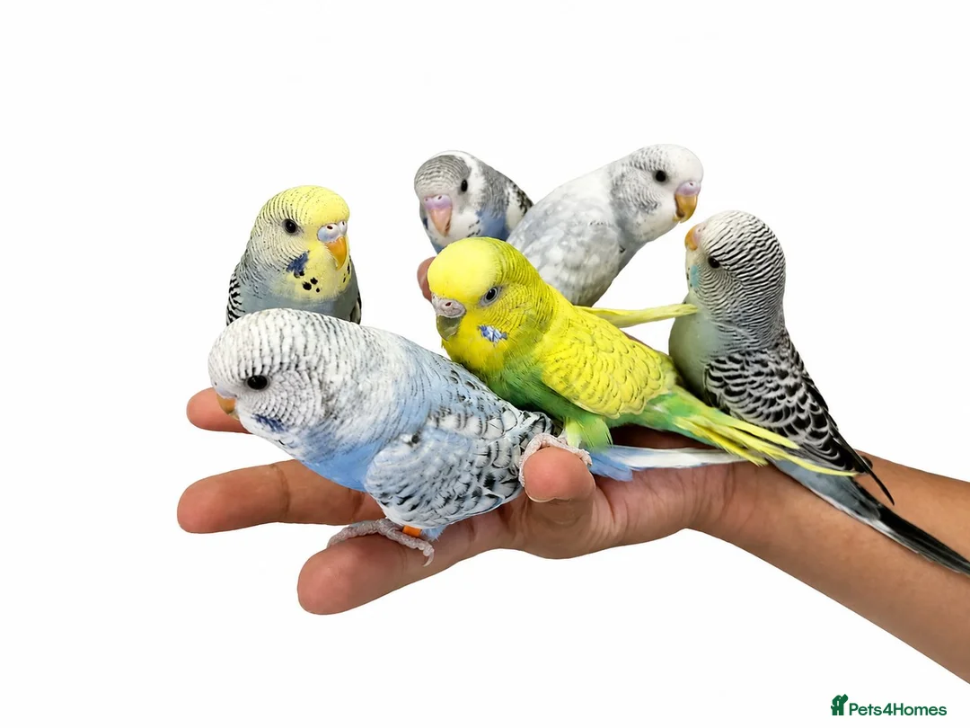 Budgerigars birds for sale: Super silly hand tamed baby budgies  - Advert 1