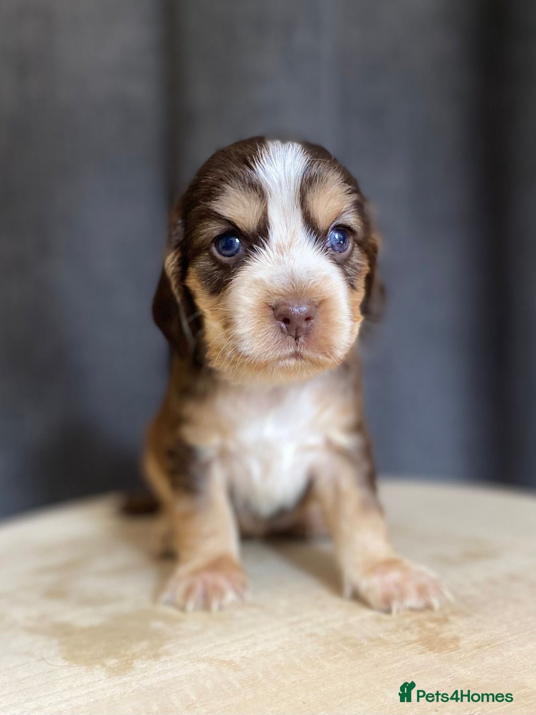 Cocker Spaniel dogs for sale: Stunning KC Reg Cocker Spaniel Pups Choco/Black - Image 7
