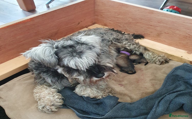 Miniature Schnauzer dogs - Advert 1