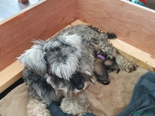 Miniature Schnauzer dogs - Advert 11