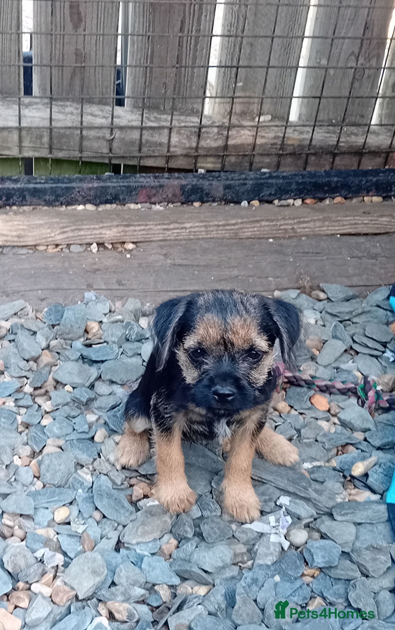 Border Terrier dogs Pure border terrier puppies  - Advert 1
