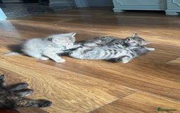 Mixed Breed cats for sale: Kittens (£250-£80) - Image 4