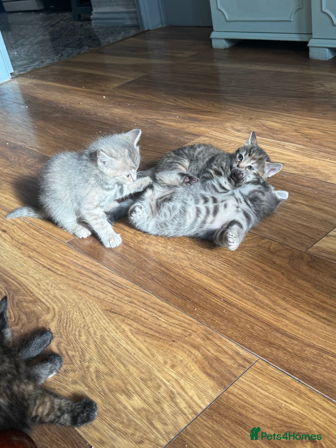 Mixed Breed cats for sale: Kittens (£250-£80) - Image 4
