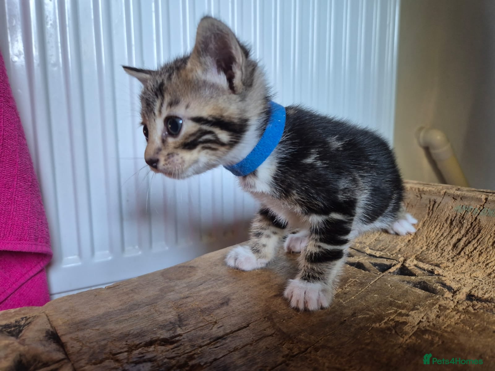 Bengal cats Beautiful Snow, Silver and Brown Bengal Kittens - Advert 2
