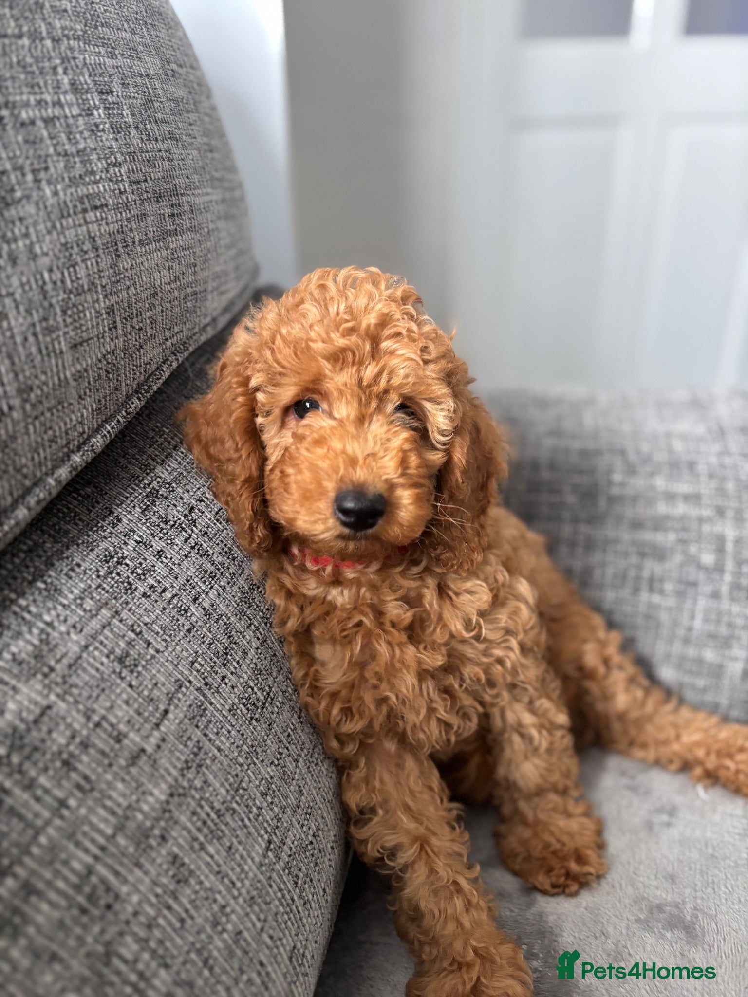 Poodle dogs Red Miniature Poodles - Advert 2
