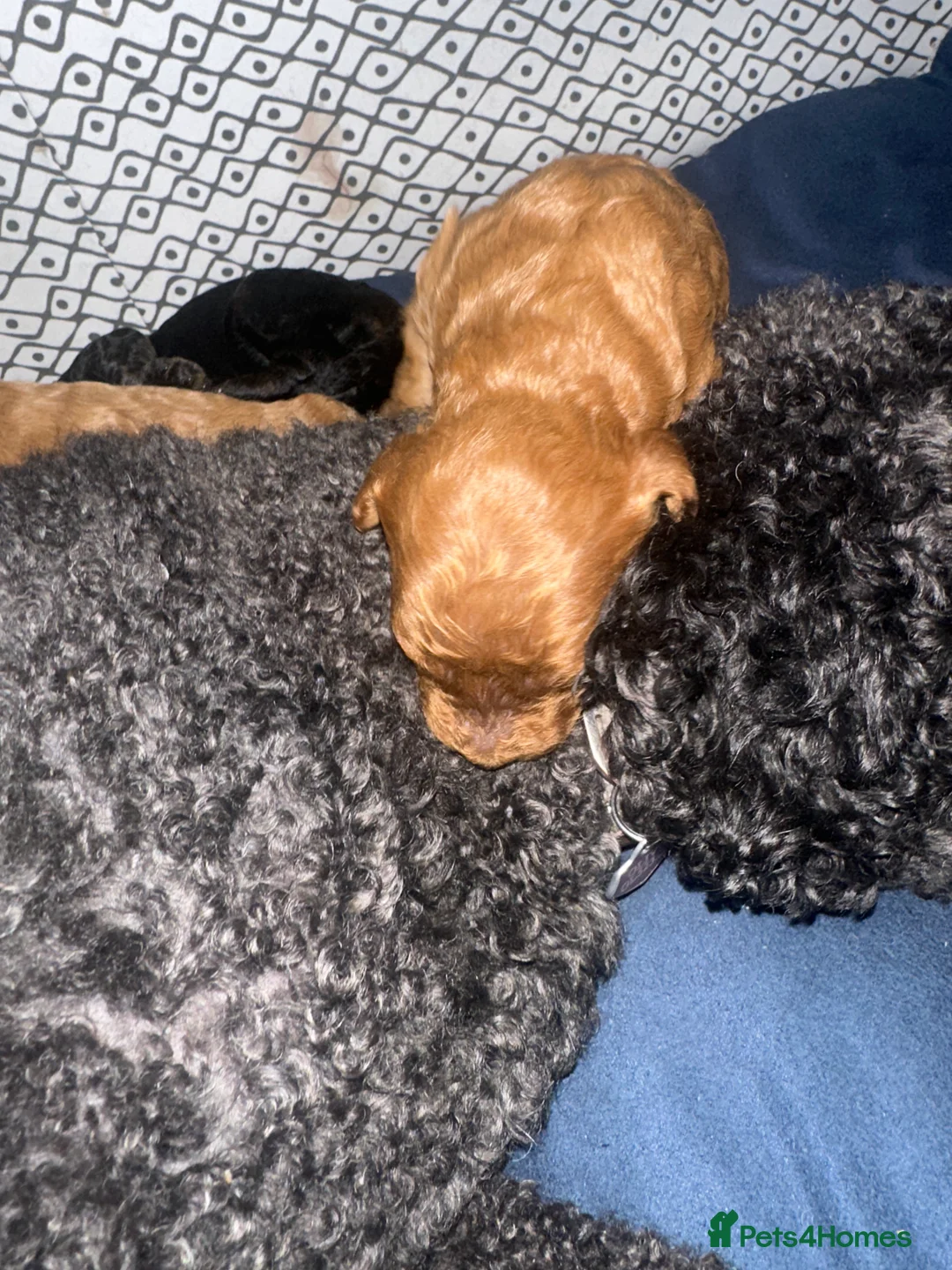 Cavapoo dogs for sale: F1B Cavapoo pups looking for their forever home in Cheltenham - Advert 2