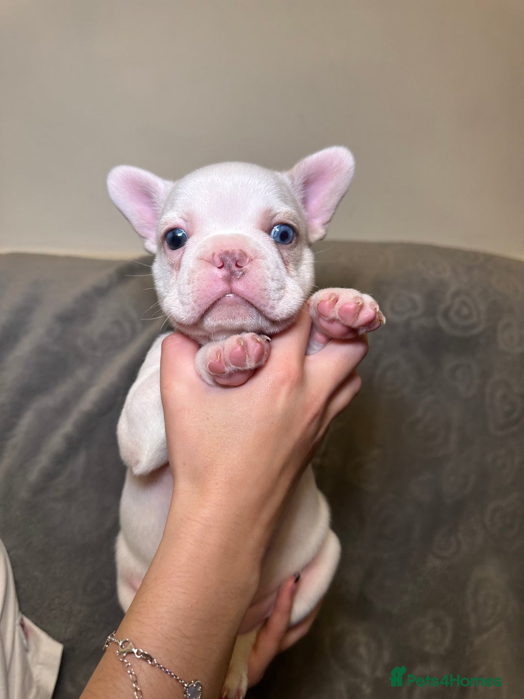 French Bulldog dogs for sale: French bulldog pups  - Image 9