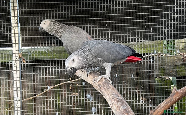 Parrots birds - Advert 1