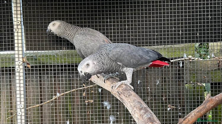 Parrots birds - Advert 1
