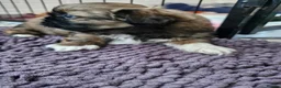 Shih Tzu dogs for sale: KC REG PEDIGREE SHIH TZU PUPPIES - Advert 5
