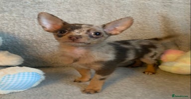 Mixed Breed dogs - Advert 2