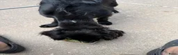 Cocker Spaniel dogs for sale: It’s with a sad heart that Jax needs a new home  in Llandudno - Advert 13