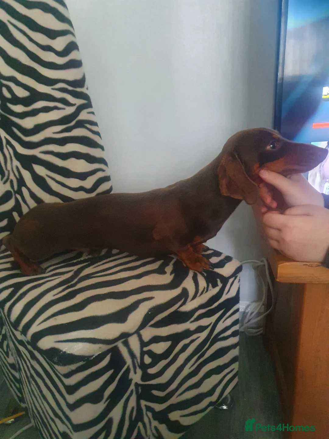 Miniature Dachshund dogs for stud: TINY KC REG HEREDITARY PRA CLEAR PROVEN in Pontefract - Advert 9
