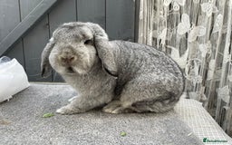 German Lop rabbits for sale: 4 x German lop babies (PET homes!) in Cramlington - Image 8