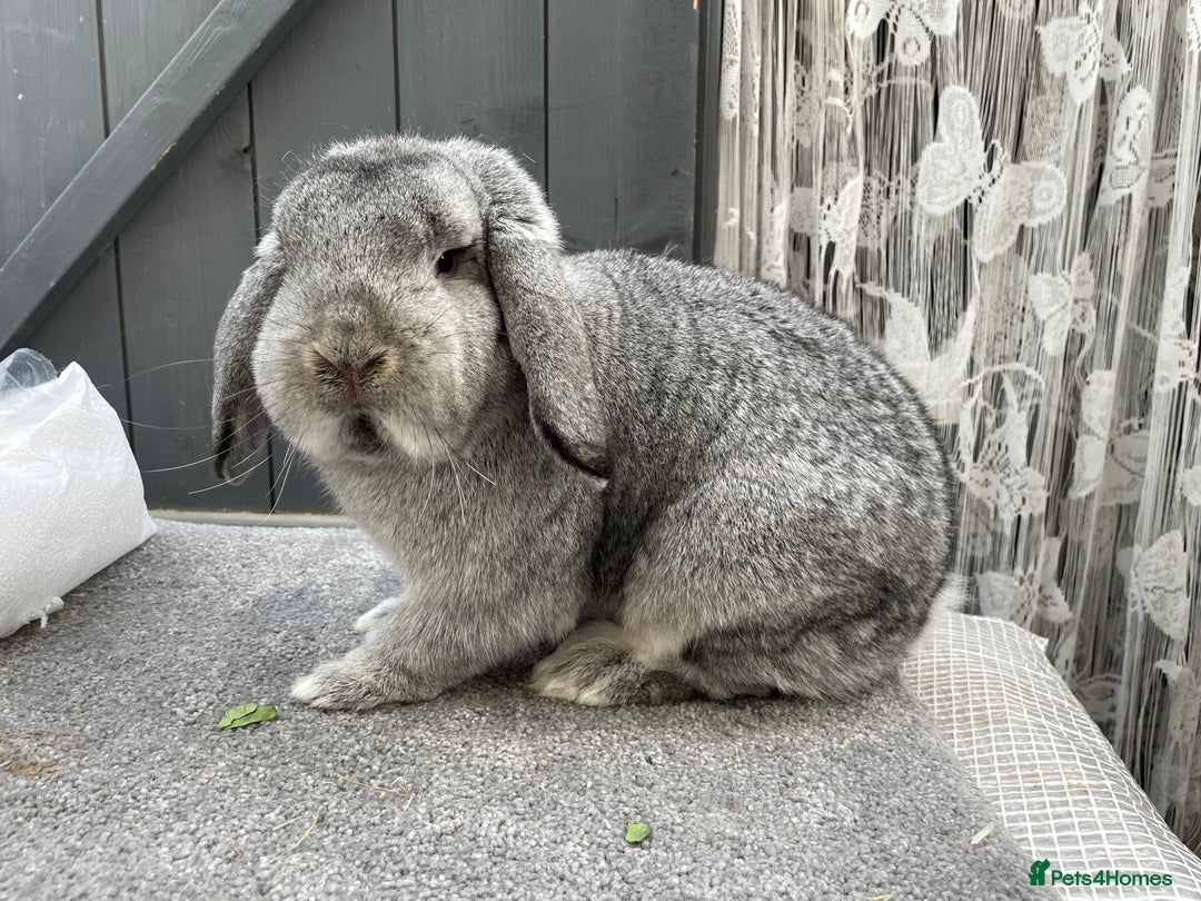 German Lop rabbits for sale: 4 x German lop babies (PET homes!) in Cramlington - Image 8