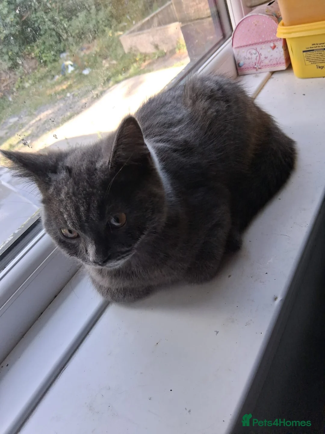 British Shorthair cats for sale: British short hair - Advert 2