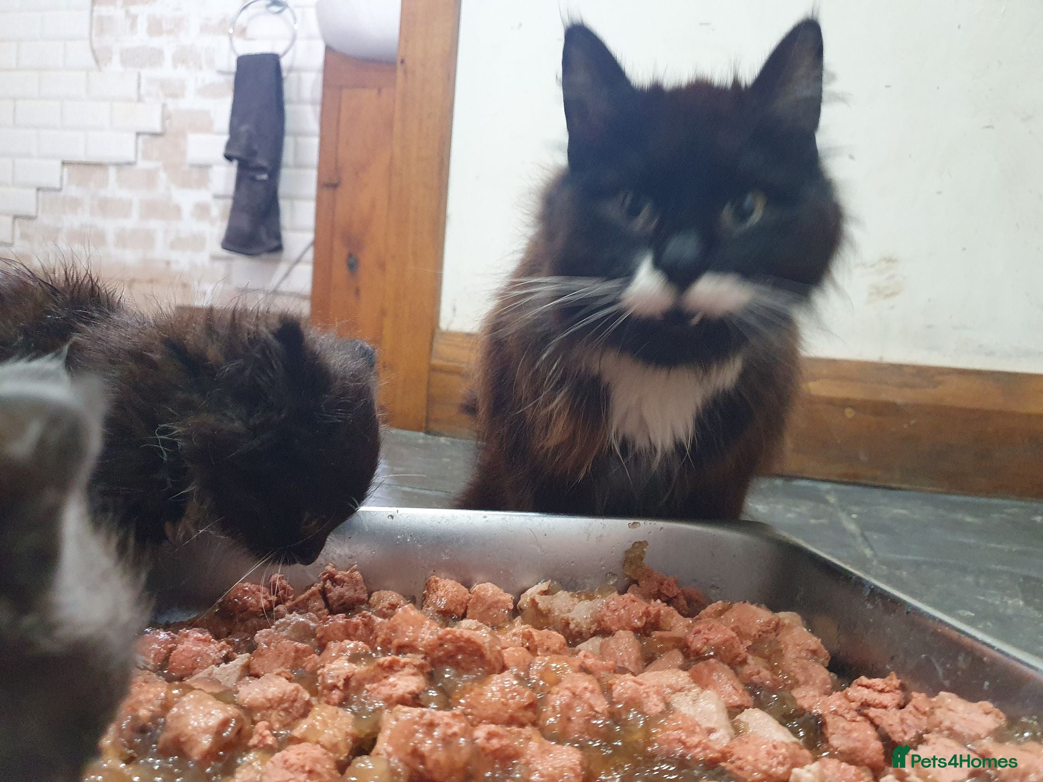 Mixed Breed cats Beautiful female kitten  - Advert 2