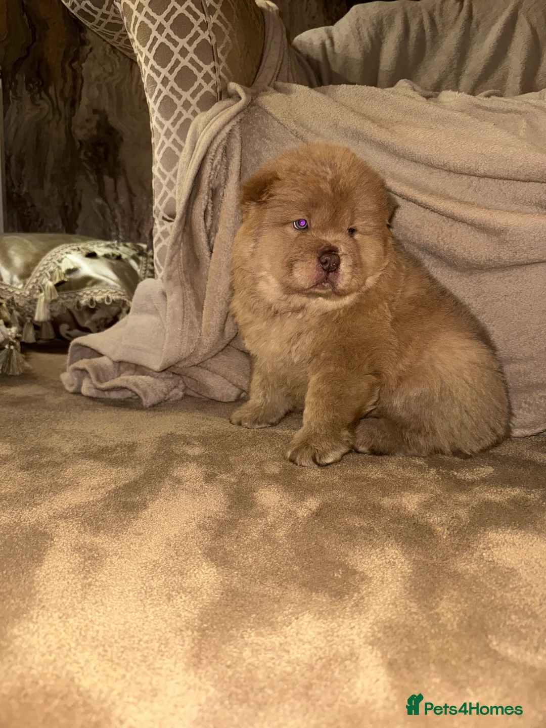 Chow Chow dogs for sale: 3 beautys left ⭐️  - Advert 33