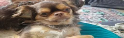 Chihuahua dogs for sale: READY NOW KC reg CHIHUAHUA Long coat chocolate boy - Advert 14