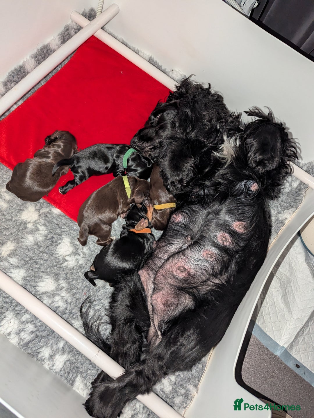 Cocker Spaniel dogs for sale: Kc reg English Cockerspaniel - Image 7