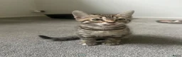 Bengal cats for sale: Bengal kittens  - Advert 26