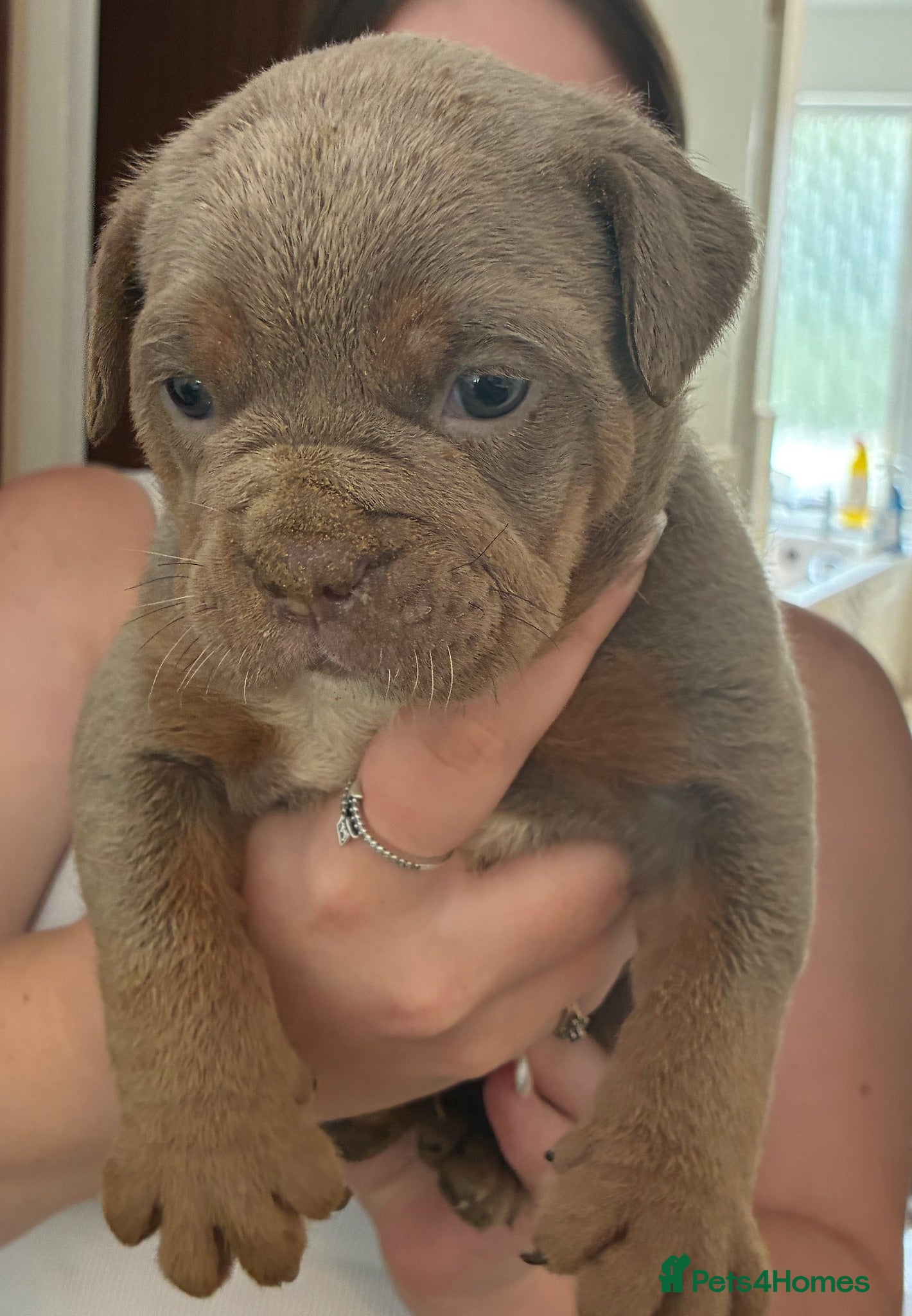 Olde English Bulldogge dogs 5* bloodline old English bulldogs  - Advert 1