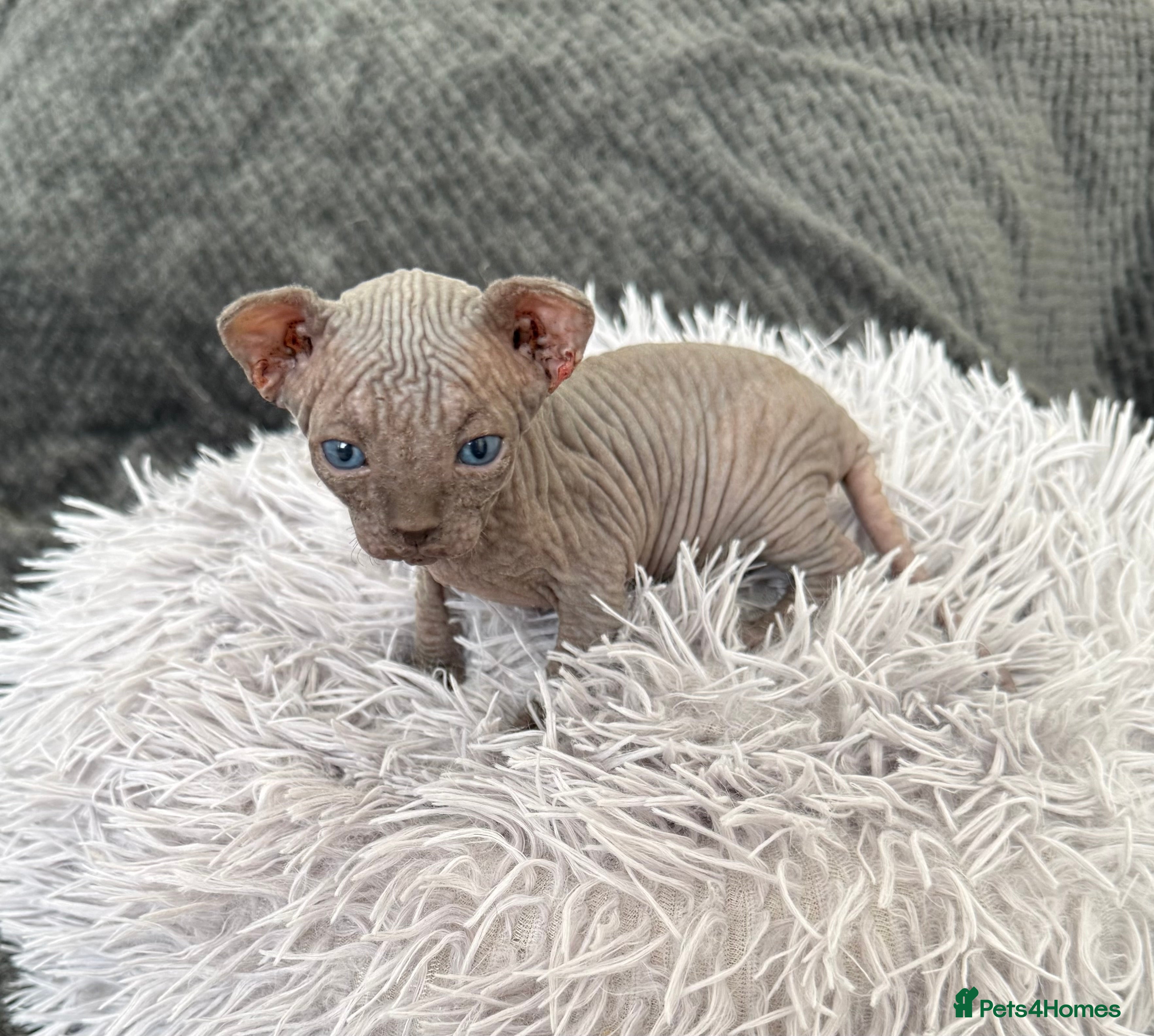 Sphynx cats TICA REGISTERED Sphynx Kittens for Sale - Advert 5