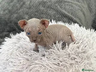 Sphynx cats TICA REGISTERED Sphynx Kittens for Sale - Advert 5