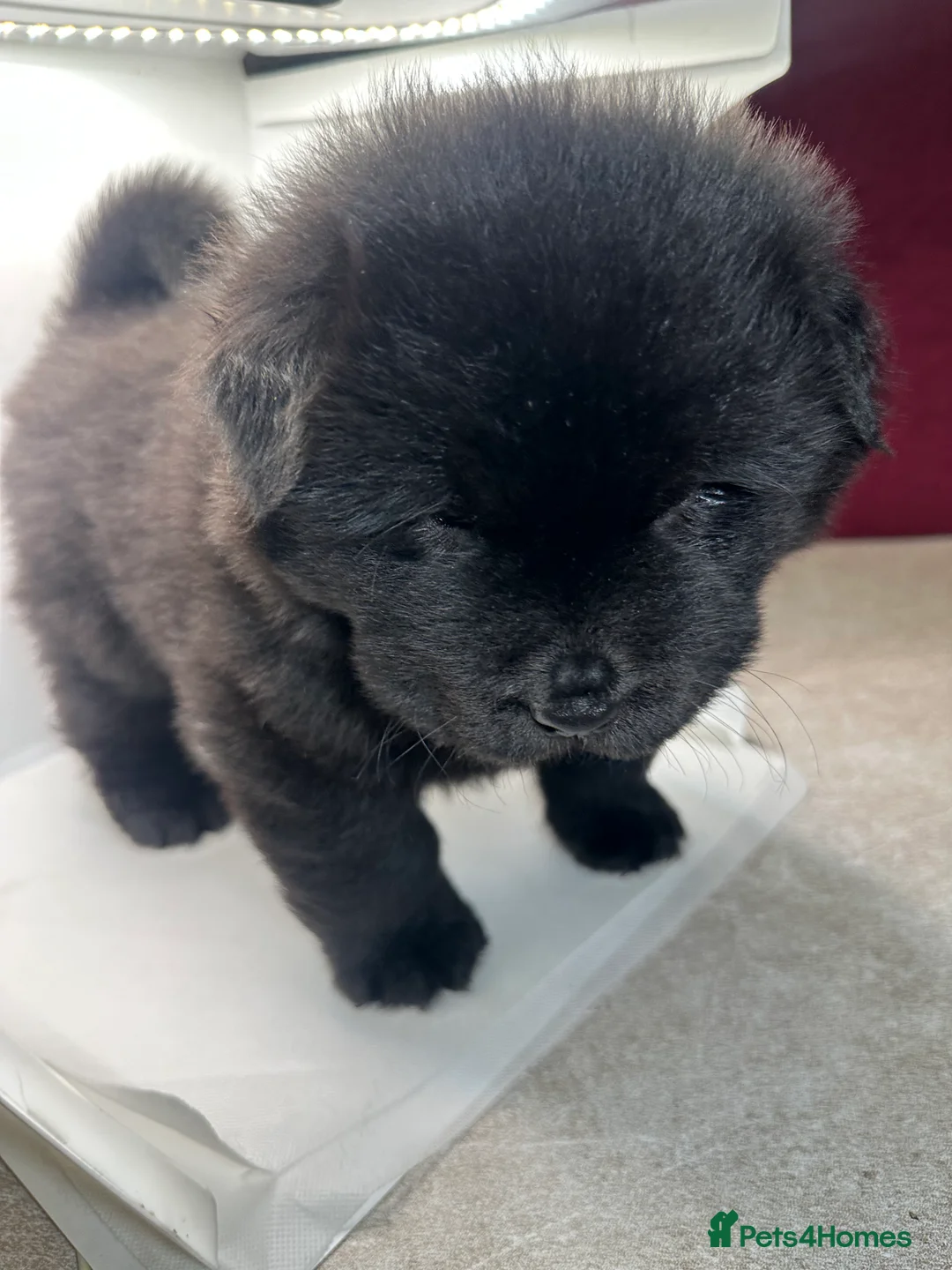 Chow Chow dogs for sale: Cheapest chow chow in London  - Advert 14