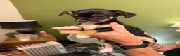 Chihuahua dogs for sale: Adorable chihuahua puppies  in Liverpool - Advert 7