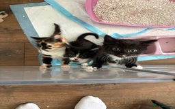 Mixed Breed cats for sale: Beautiful kittens  - Image 7