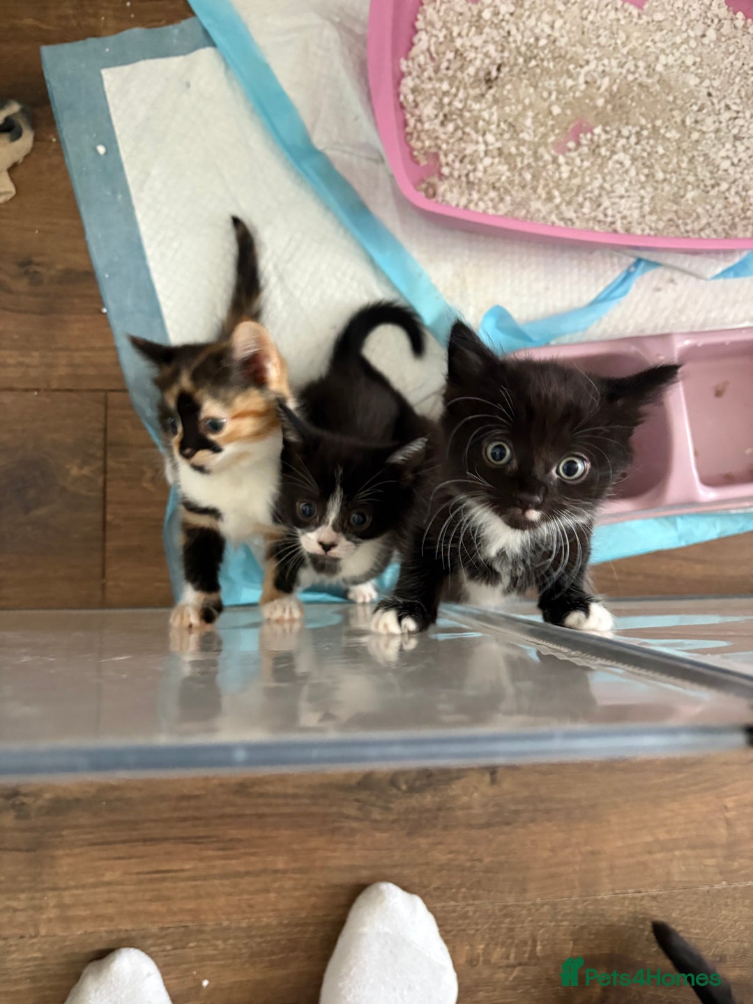 Mixed Breed cats for sale: Beautiful kittens  - Image 7