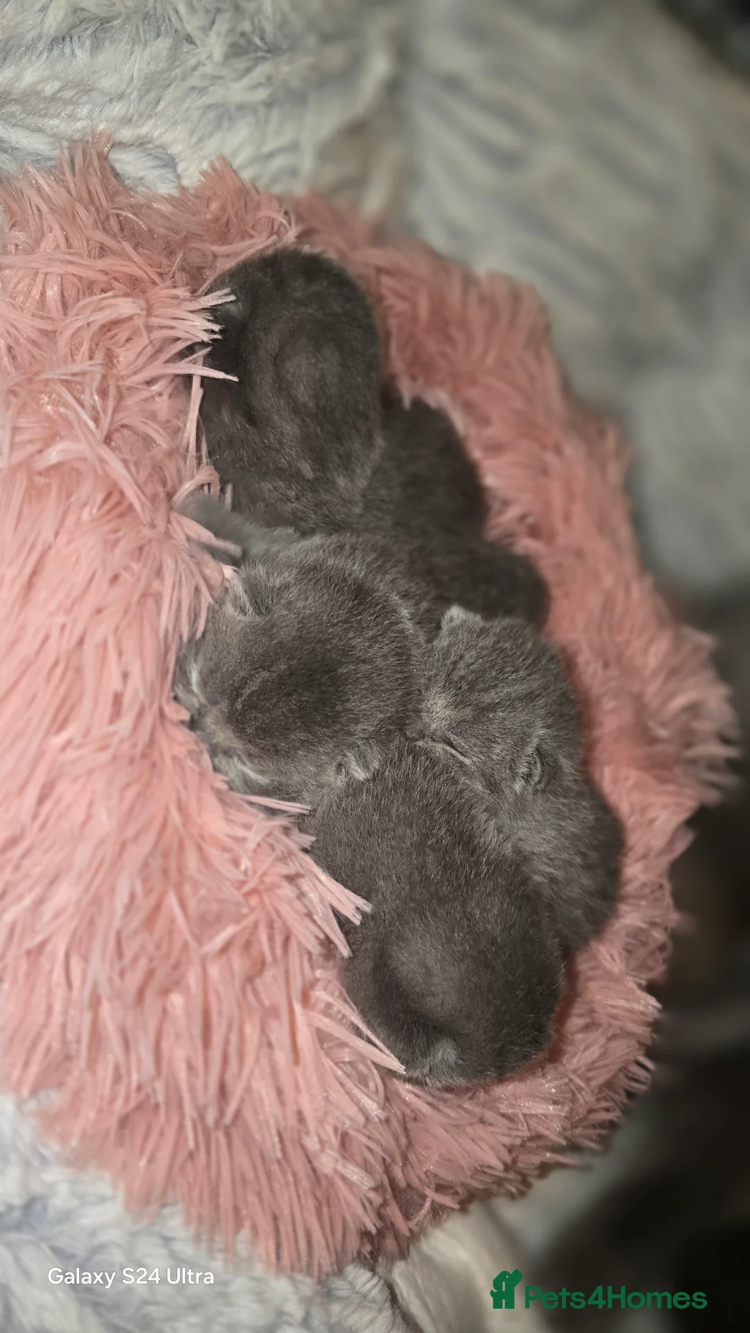 British Shorthair cats for sale: ​GCCF Registered(Active) British shorthair kittens - Advert 18