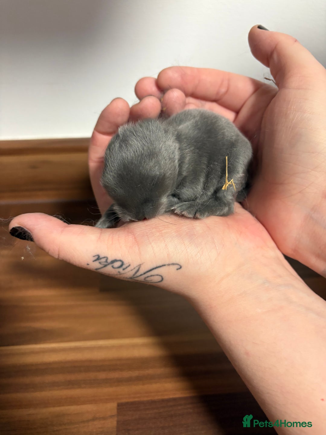 Mini Lop rabbits for sale: Mini Lop bunnies  - Advert 7