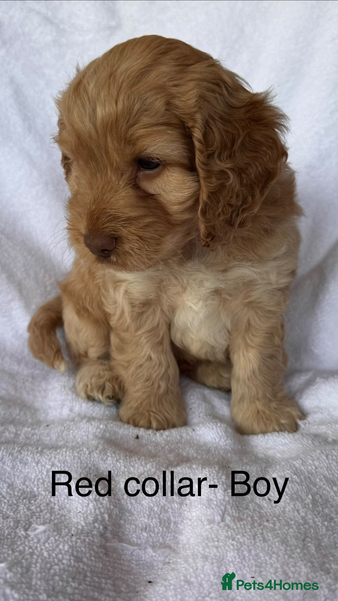 Cockapoo dogs Adorable f1 cockapoos - Advert 1