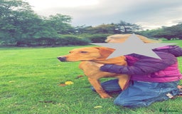 Mixed Breed dogs for sale: Labrador x Beagle  - Image 12